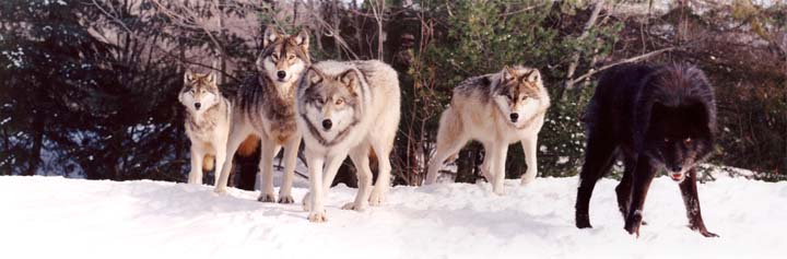 Wolves Approaching