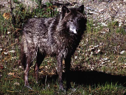 Black Wolf