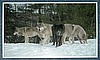 Wolves - Leader Of The Pack