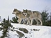 Wolves - Daily Journey